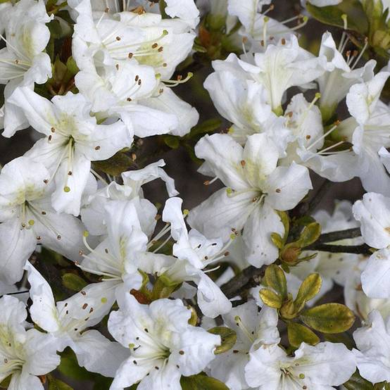 Azalée japonaise Schneeglanz - Rhododendron hybride Pot de 4L/5L, Tige, Tige de 40 cm - Image 1