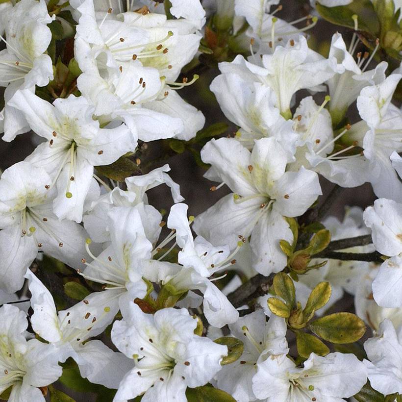 Azalée japonaise Schneeglanz - Rhododendron hybride Pot de 4L/5L, Tige, Tige de 40 cm - Image 1