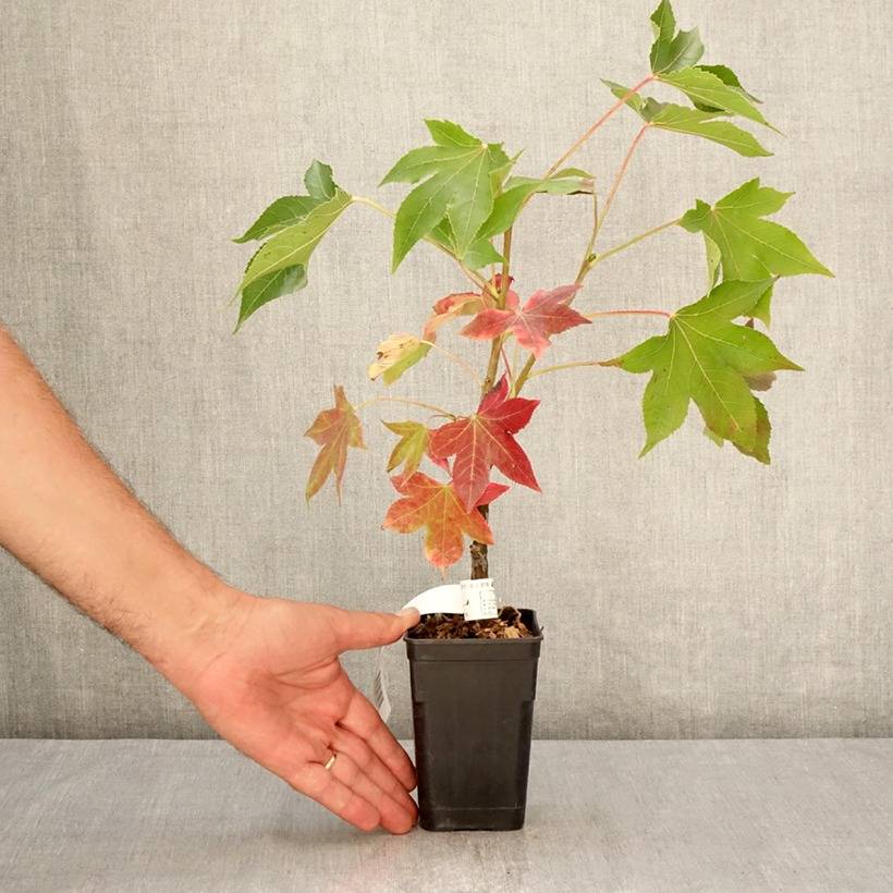 Promesse de Fleurs - Liquidambar styraciflua Oakville Highlight - Copalme d'Amérique Pot de 1L/1,5L