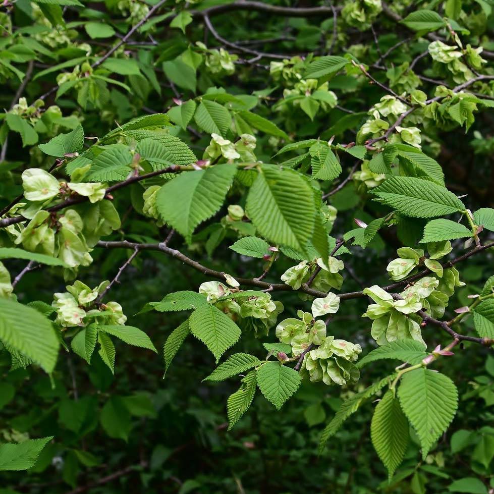 Promesse de Fleurs - Orme commun - Ulmus glabra Pot de 7,5L/10L