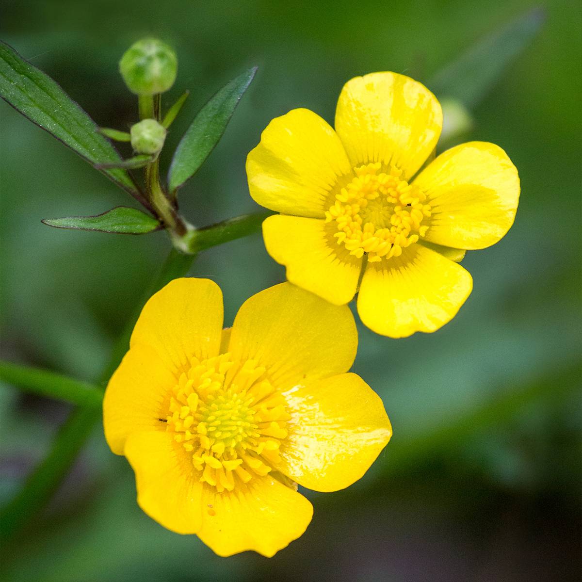 Promesse de Fleurs - Ranunculus acris - Bouton d'or Godet de 7/8 cm