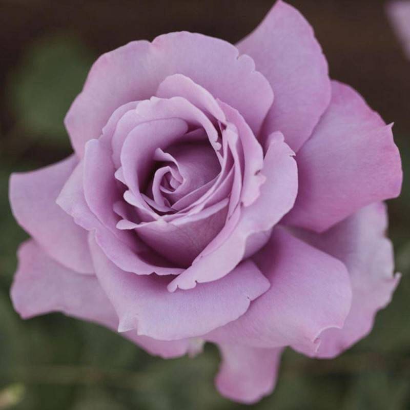 Rosier à grandes fleurs Charles De Gaulle® 'Meilanein' à fleurs Violette/ - feuillage Caduc - Pot de 3L - 20/40 cm - Image 8