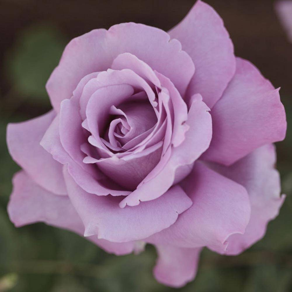 Rosier à grandes fleurs Charles De Gaulle® 'Meilanein' à fleurs Violette/ - feuillage Caduc - Pot de 3L - 20/40 cm - Image 1