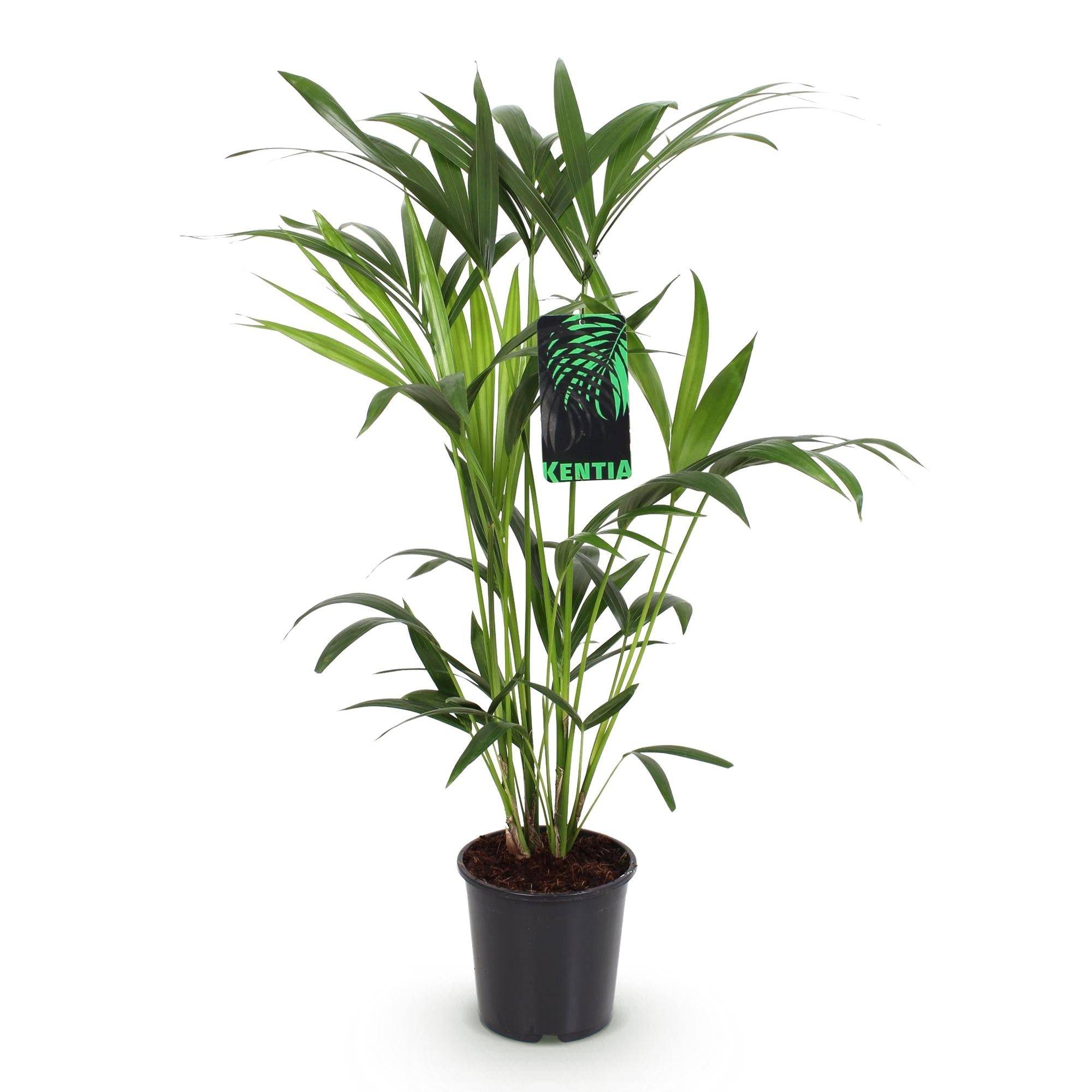 La Green Touch - Palmier Kentia - D19 H85cm - Image 4