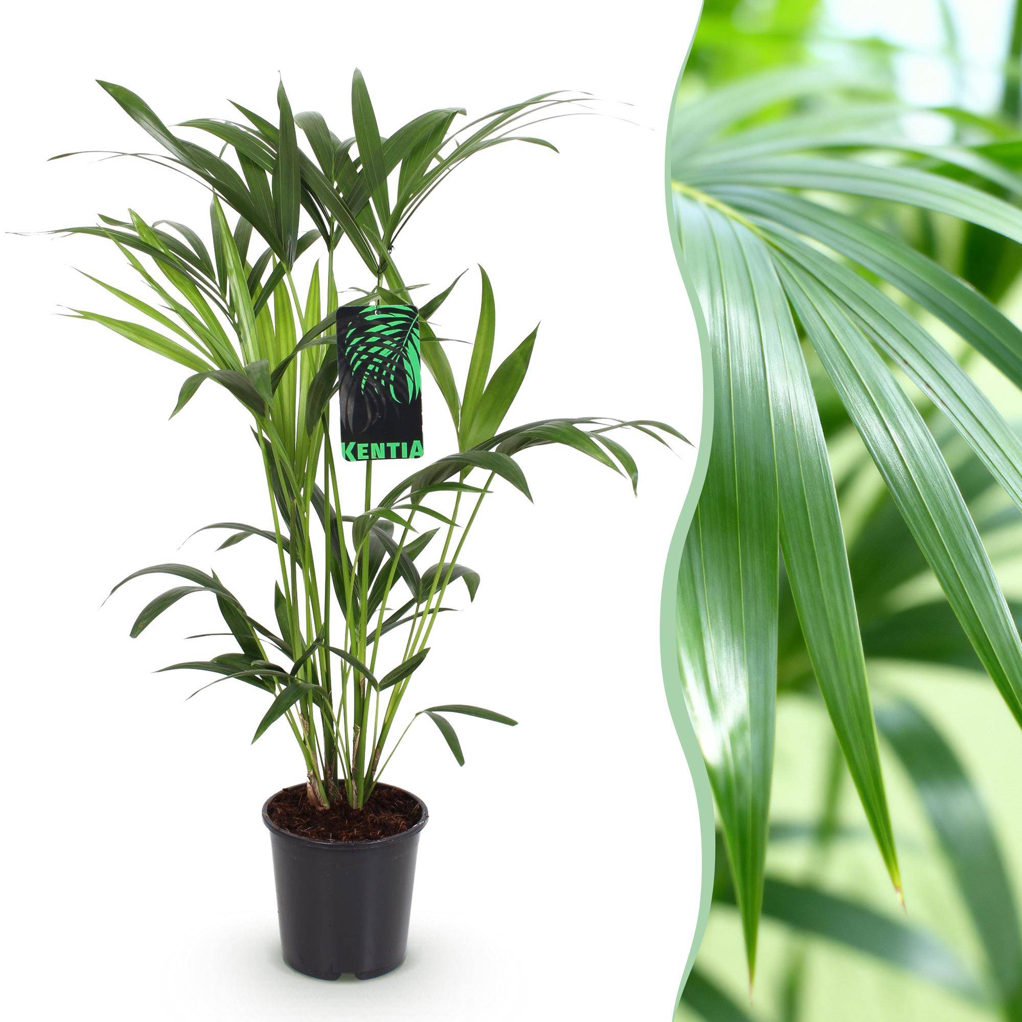 La Green Touch - Palmier Kentia - D19 H85cm - Image 3