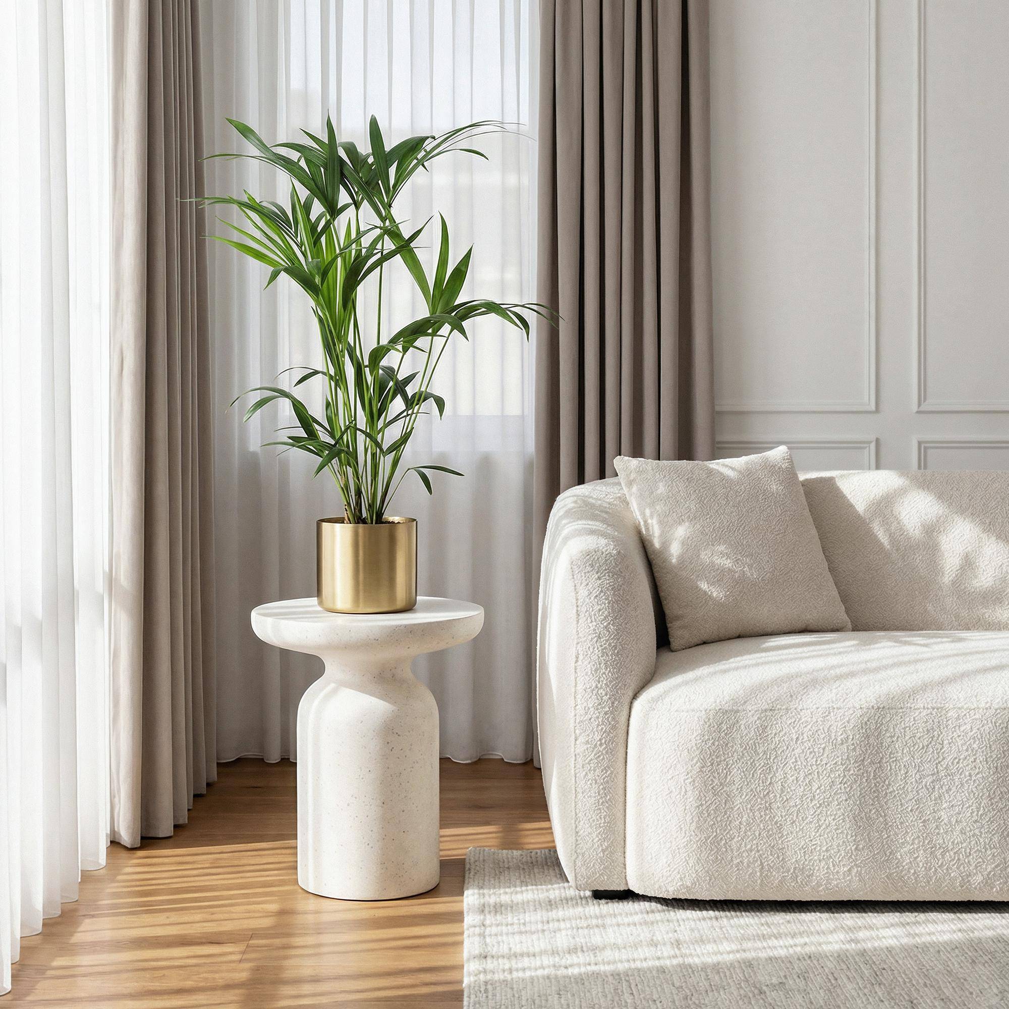 Palmier Kentia - D19 H85cm