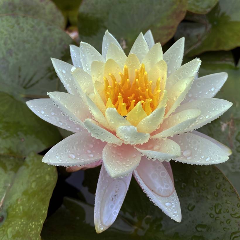 Nymphaea Carolina Sunset - Nénuphar rustique, jaune et pêche cuivré Pot de 1,5L/2L