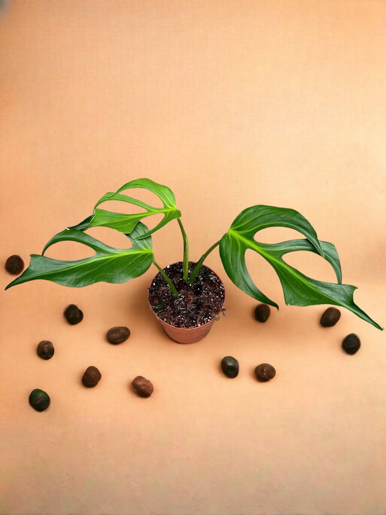 Monstera Burle Marx Flame- La Green Touch