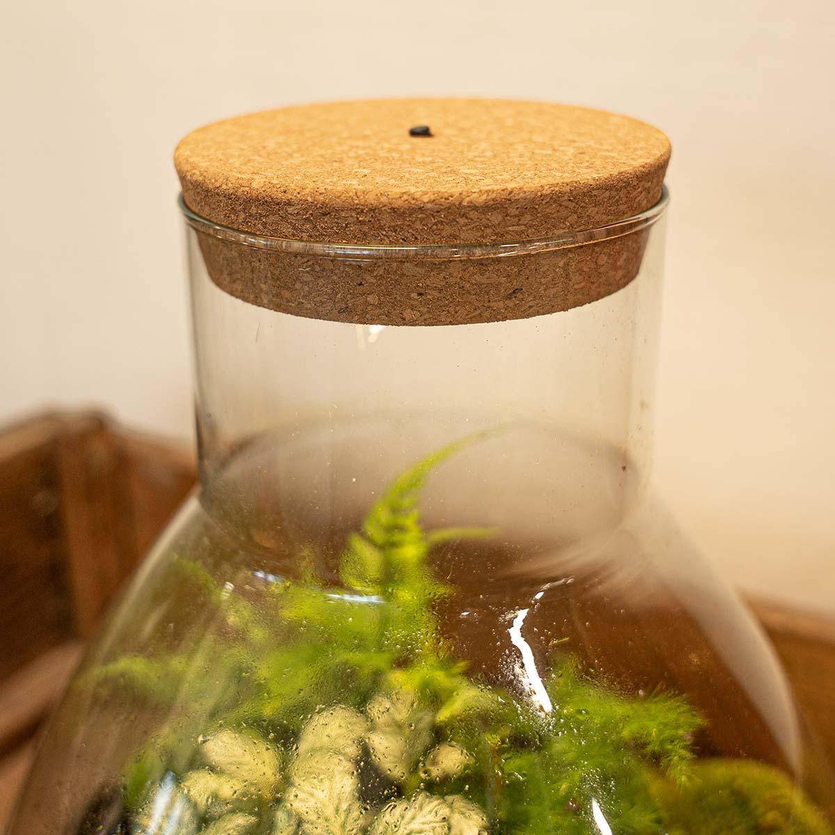 PANGIVO - Bouchon LED pour terrarium liège naturel 13.2 x 11.9 x 3.5 cm - PANGIVO - Image 5