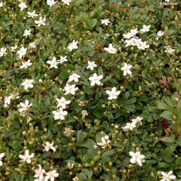 Potentilla tridentata Nuuk - Potentille vivace Pot de 1,5L/2L