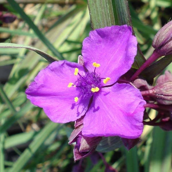 Ephémère de Virginie - Tradescantia andersonina Concord Grape Godet de 8/9 cm