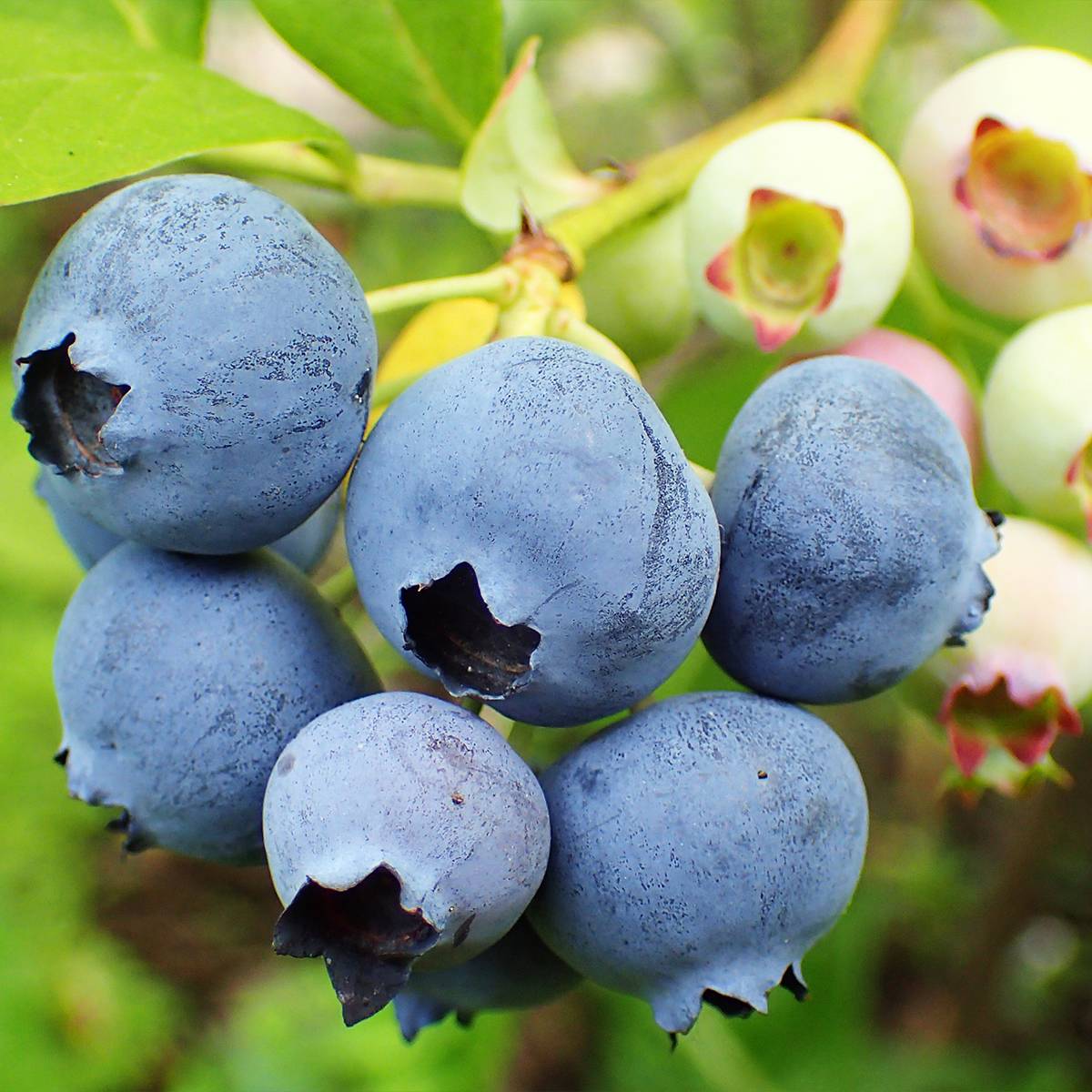 Promesse de Fleurs - Myrtille d'Amérique - Vaccinium corymbosum Duke Pot de 2L/3L
