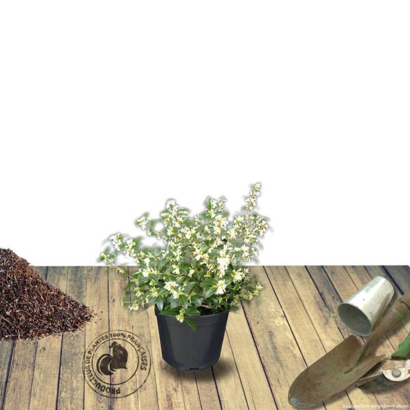 Osmanthe heterophyllus, Osmanthus à fleurs Blanche - feuillage Persistant - Pot de 7,5L - 60/80 cm-  hauteur à maturité De 2,50 m à 3,00 m - Image 6