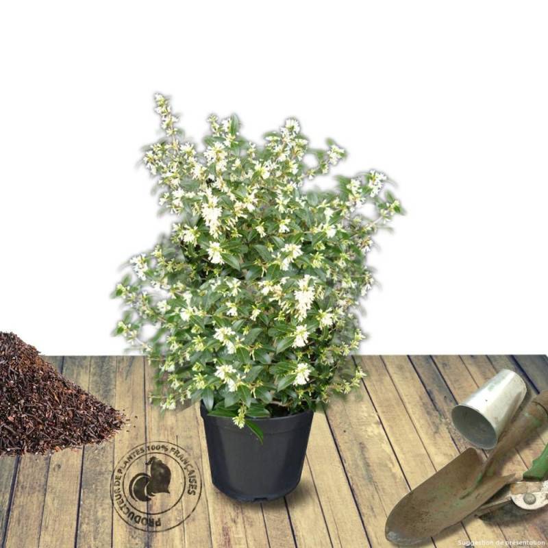 Osmanthe heterophyllus, Osmanthus à fleurs Blanche - feuillage Persistant - Pot de 7,5L - 60/80 cm-  hauteur à maturité De 2,50 m à 3,00 m - Image 7
