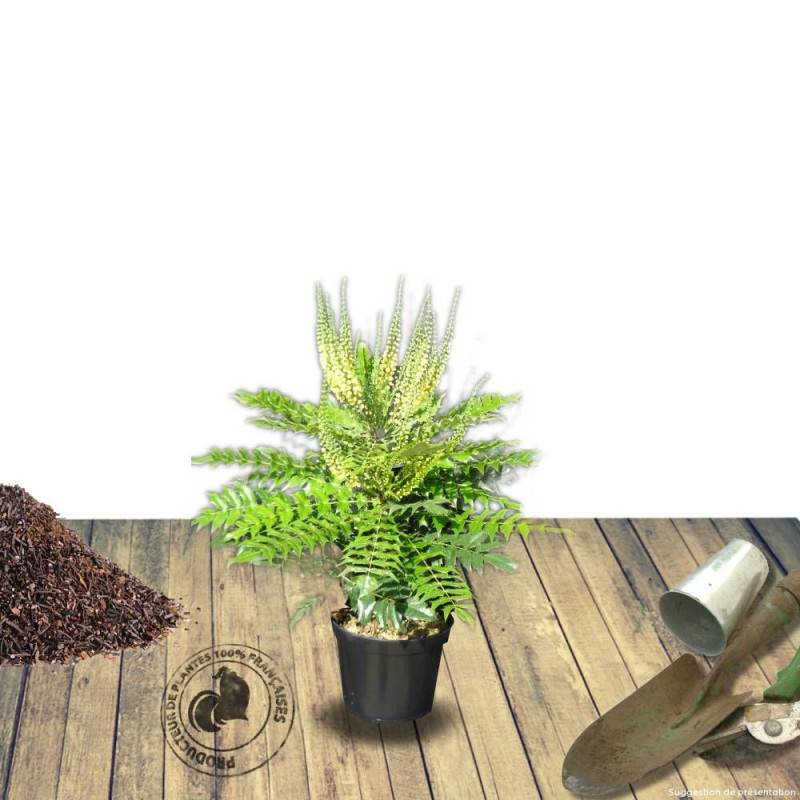 Mahonia Winter Sun à fleurs Jaune - feuillage Persistant - Pot de 7,5L - 60/80 cm-  hauteur à maturité De 1,50 m à 2,00 m - Imagen 7