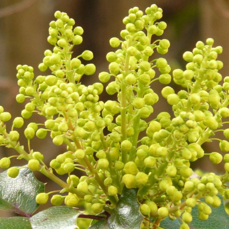 Mahonia Winter Sun à fleurs Jaune - feuillage Persistant - Pot de 7,5L - 60/80 cm-  hauteur à maturité De 1,50 m à 2,00 m - Imagen 5
