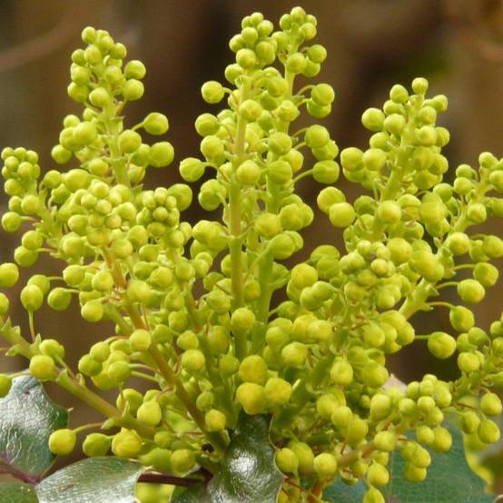 Mahonia Winter Sun à fleurs Jaune/ - feuillage Persistant - Pot de 7,5L - 60/80 cm - Image 6
