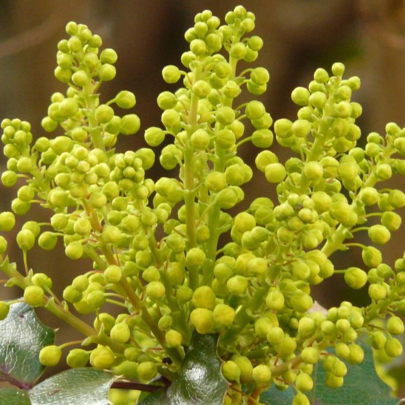 Mahonia Winter Sun à fleurs Jaune - feuillage Persistant - Pot de 7,5L - 60/80 cm-  hauteur à maturité De 1,50 m à 2,00 m - Imagen 6