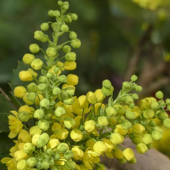 Mahonia Winter Sun à fleurs Jaune/ - feuillage Persistant - Pot de 7,5L - 60/80 cm - Image 1