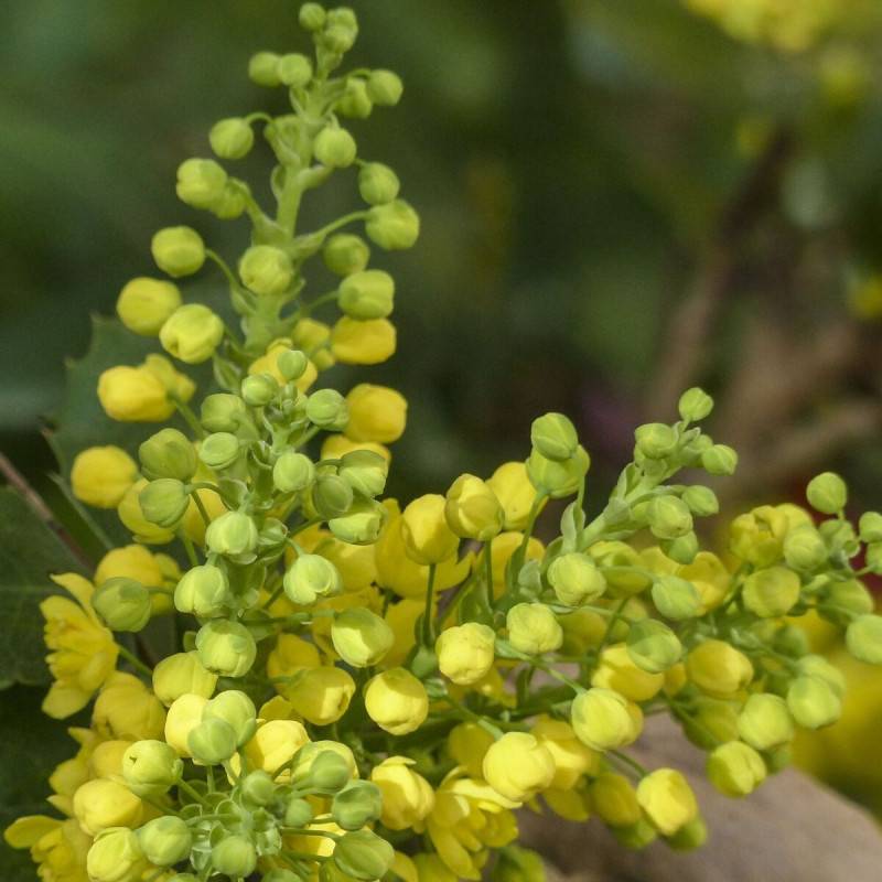 Mahonia Winter Sun à fleurs Jaune - feuillage Persistant - Pot de 7,5L - 60/80 cm-  hauteur à maturité De 1,50 m à 2,00 m - Imagen 1
