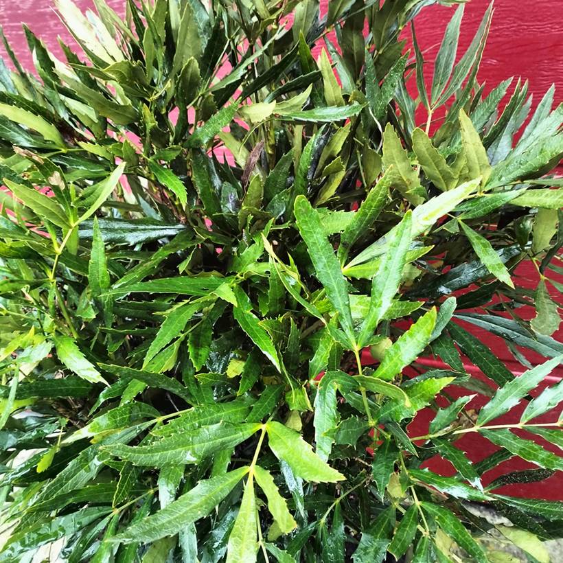 Mahonia sinensis - Mahonia de Chine Godet de 8/9 cm