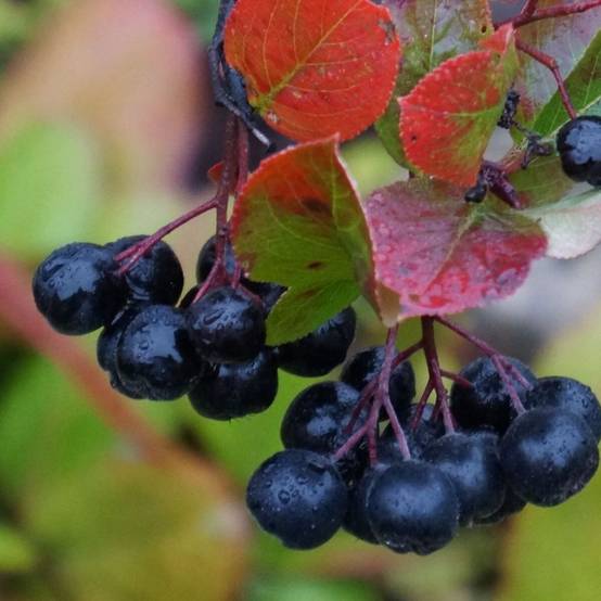 Aronie à feuille de prunier Nero, Aronia à fleurs Blanche - feuillage Caduc - Pot de 3L - 20/40 cm- hauteur à maturité De 1,00 m à 1,50 m - Image 3