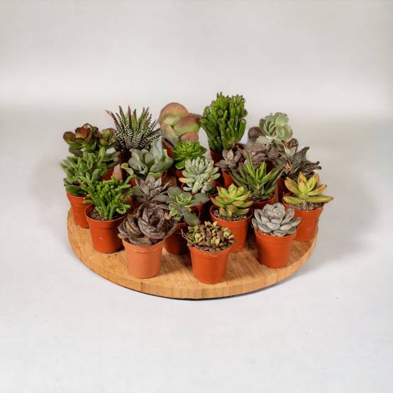 La Green Touch - Succulent Mix - D5 - Image 1