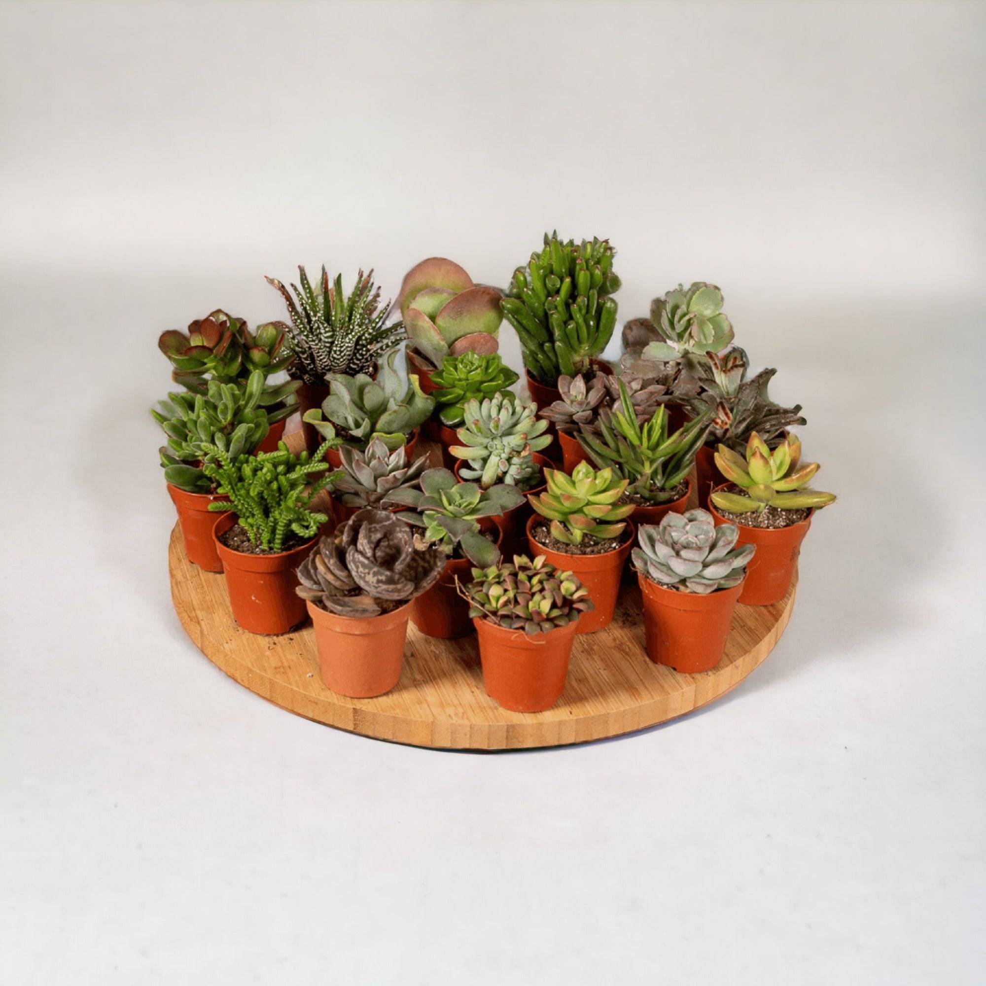 La Green Touch - Succulent Mix - D5 - Image 1