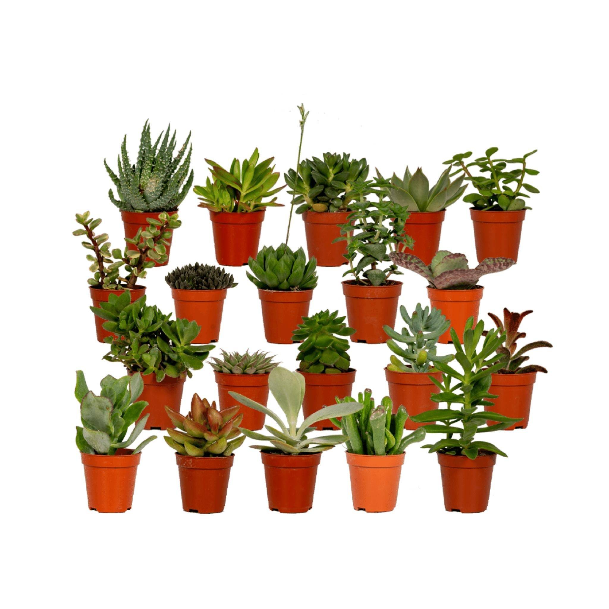 La Green Touch - Succulent Mix - D5 - Image 2