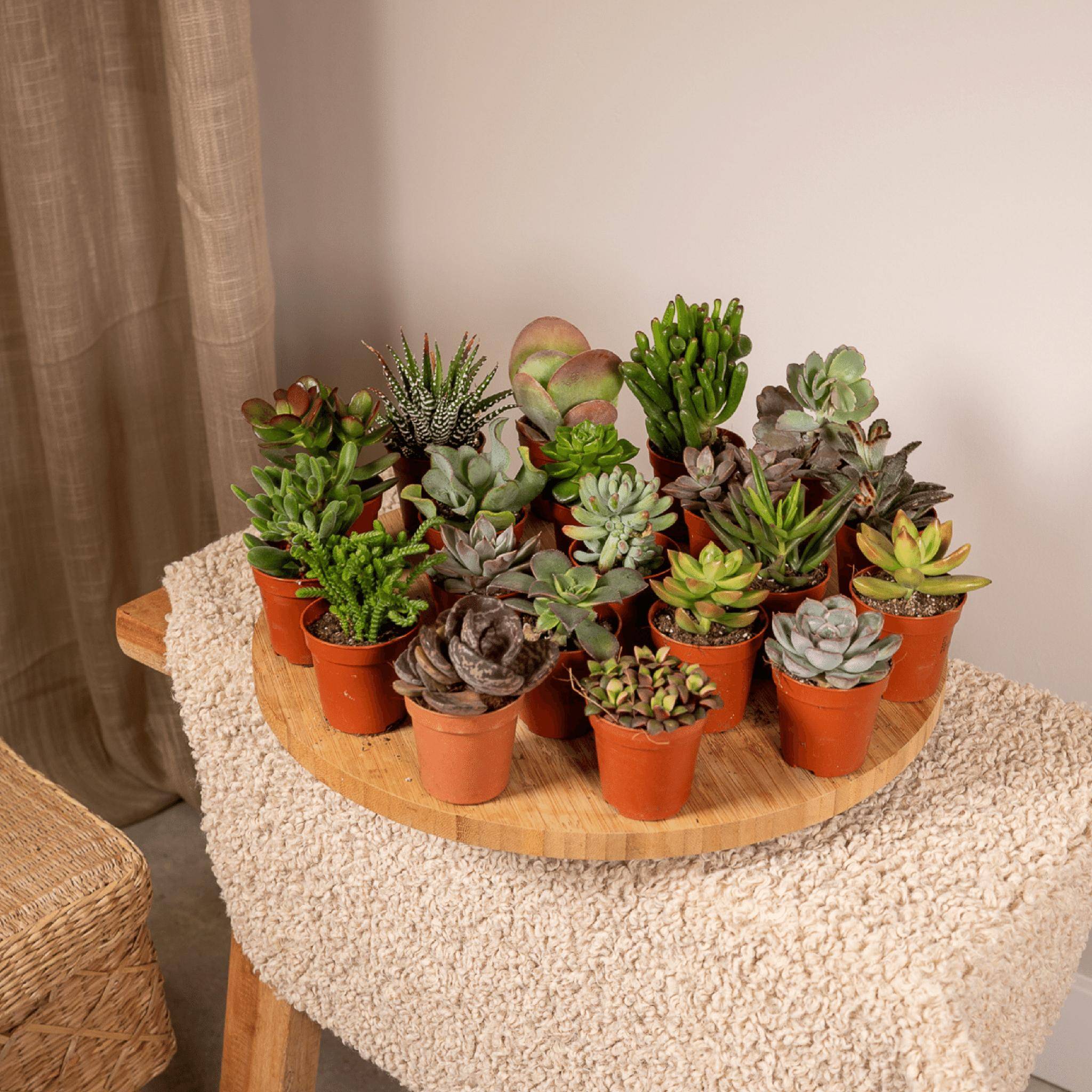 La Green Touch - Succulent Mix - D5 - Image 3