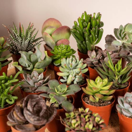 La Green Touch - Succulent Mix - D5 - Image 4