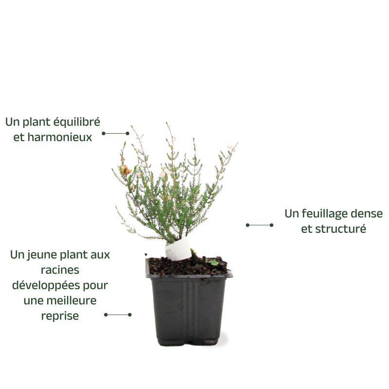 Bruyère cendrée 'Natacha' (Erica cinerea 'Natacha') - Godet - Taille 10cm - Pépinières Naudet - Imagen 3