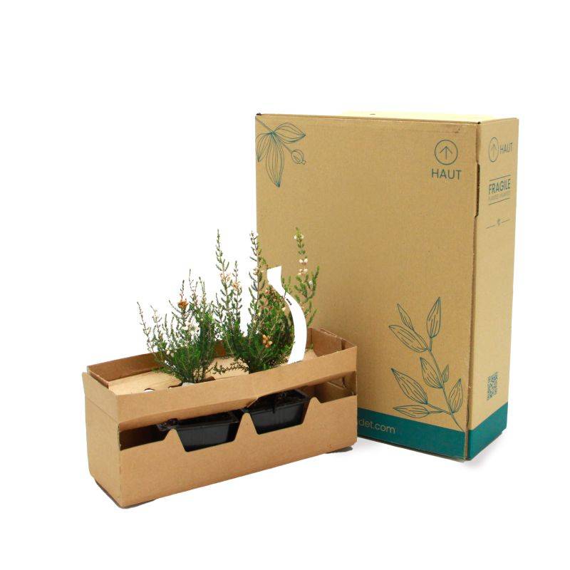 Bruyère cendrée 'Natacha' (Erica cinerea 'Natacha') - Godet - Taille 10cm - Pépinières Naudet - Imagen 5