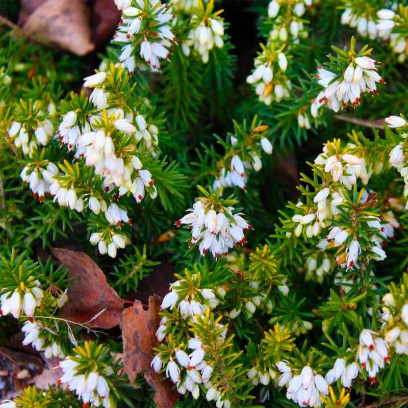 Bruyère cendrée 'Natacha' (Erica cinerea 'Natacha') - Godet - Taille 10cm - Pépinières Naudet - Imagen 1
