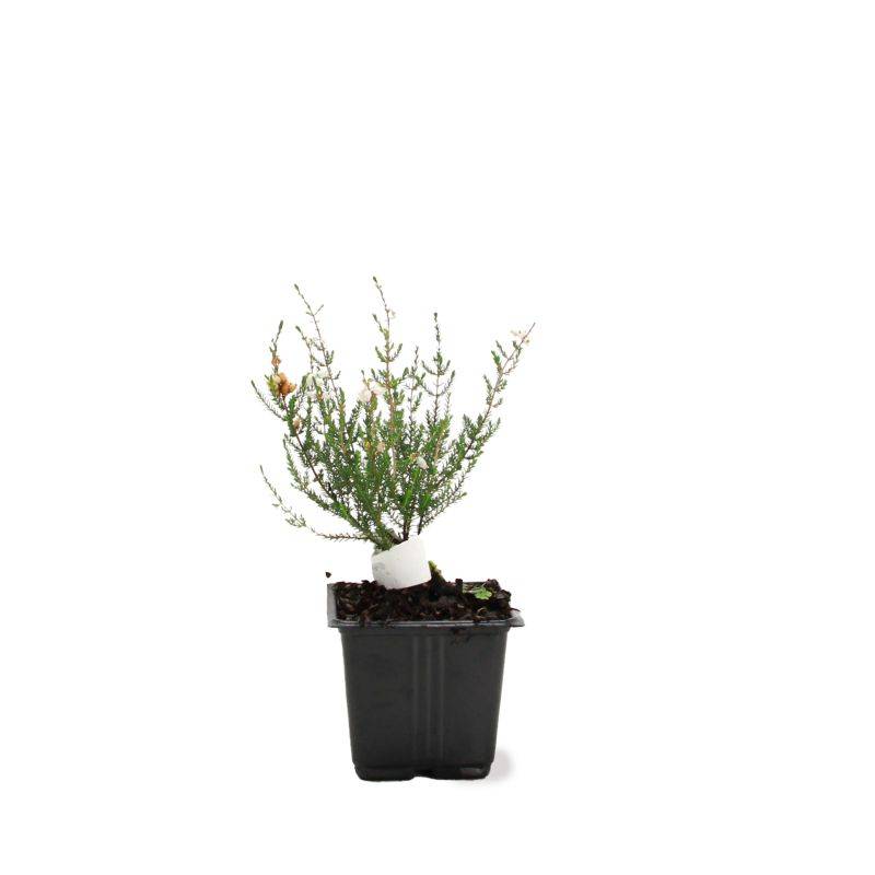 Bruyère cendrée 'Natacha' (Erica cinerea 'Natacha') - Godet - Taille 10cm - Pépinières Naudet - Imagen 2