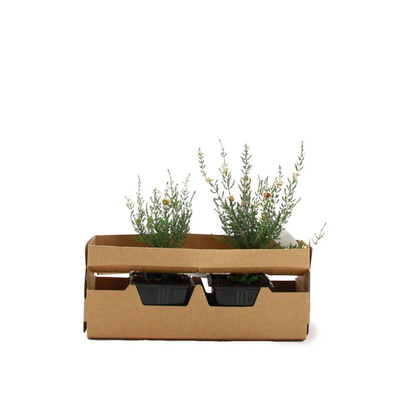 Bruyère cendrée 'Natacha' (Erica cinerea 'Natacha') - Godet - Taille 10cm - Pépinières Naudet - Imagen 4