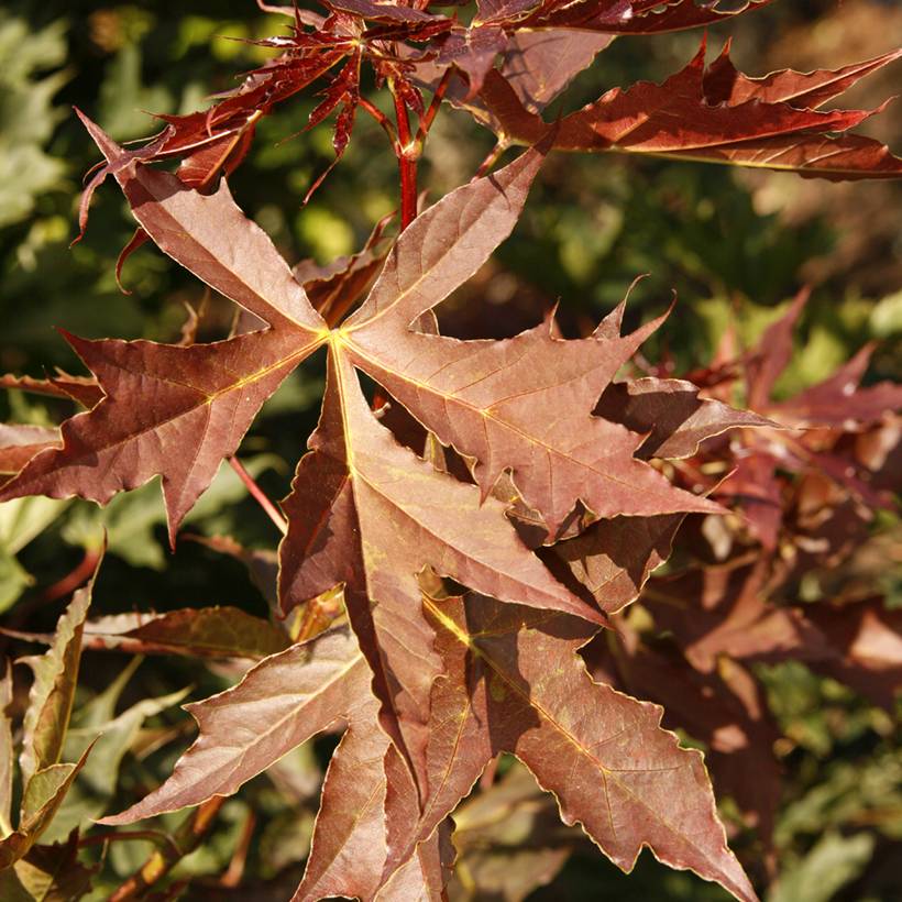Promesse de Fleurs - Acer platanoides Dissectum - Erable plane Pot de 7,5L/10L, Tige