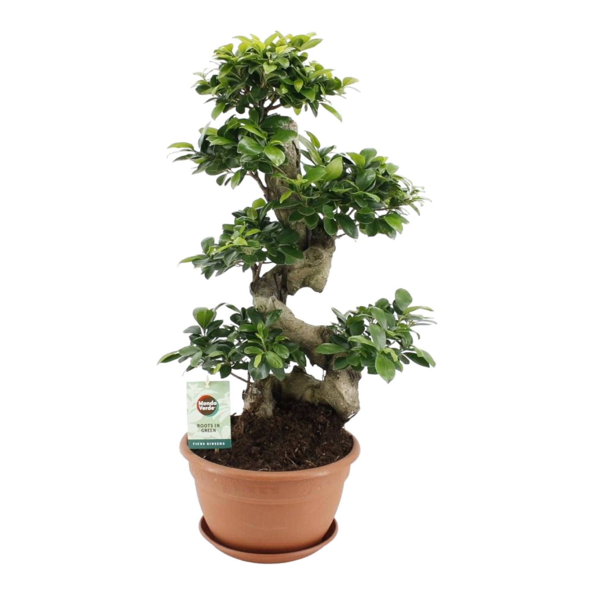 Ficus Ginseng - D27 H70cm