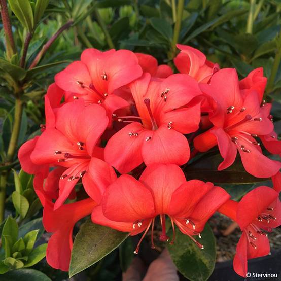 Rhododendron vireya Hendrick's ker Pot de 3L/4L