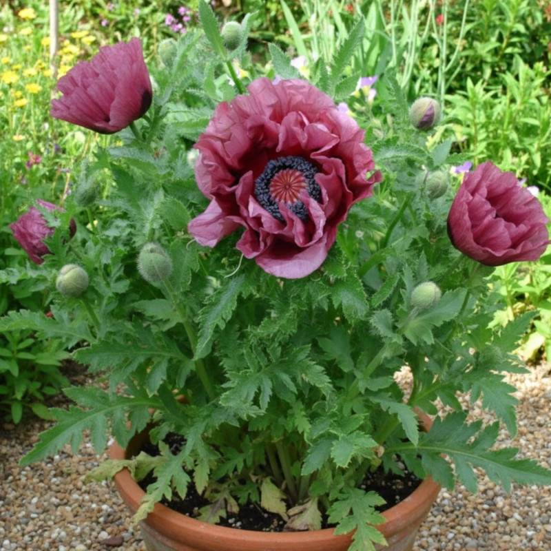 Pavot orientale Patty's Plum à fleurs Violette/Rouge - feuillage Caduc - Godet - 5/20 cm - Imagen 4