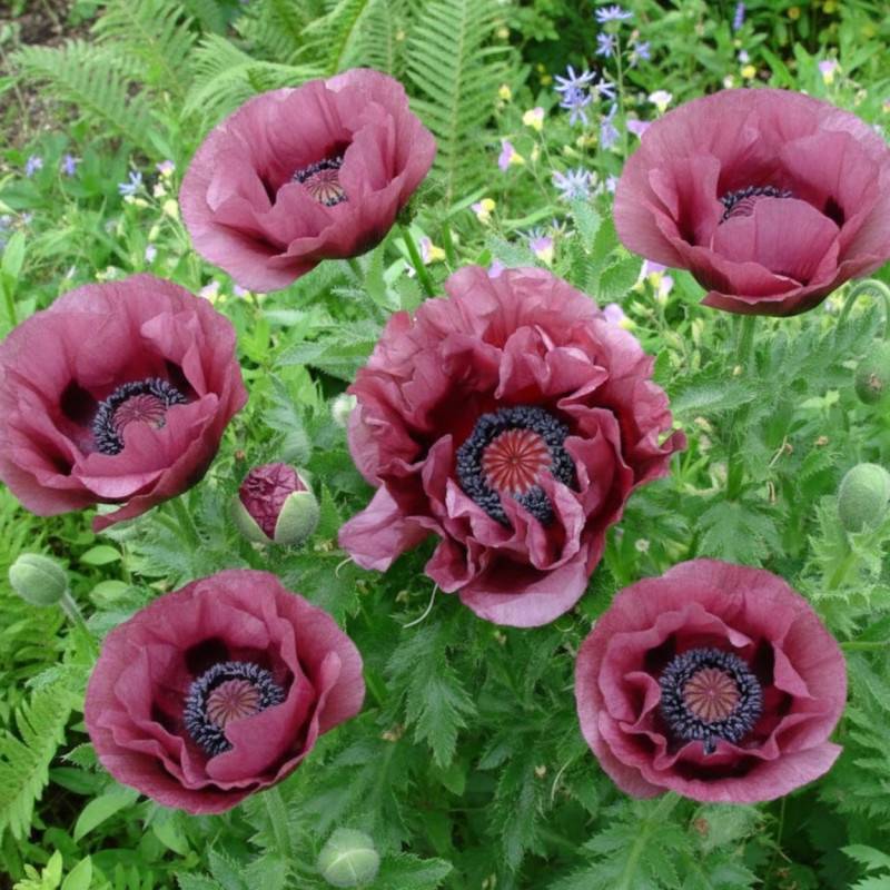 Pavot orientale Patty's Plum à fleurs Violette/Rouge - feuillage Caduc - Godet - 5/20 cm - Imagen 2