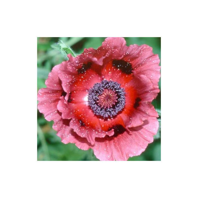 Pavot orientale Patty's Plum à fleurs Violette/Rouge - feuillage Caduc - Godet - 5/20 cm - Imagen 1