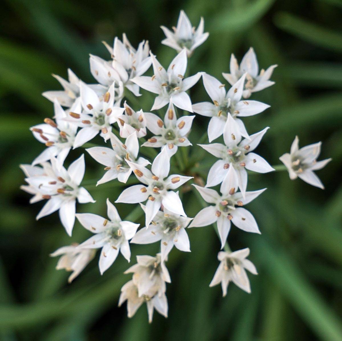 Promesse de Fleurs - Ciboulail - Ciboule de Chine en plants Godet de 8/9 cm