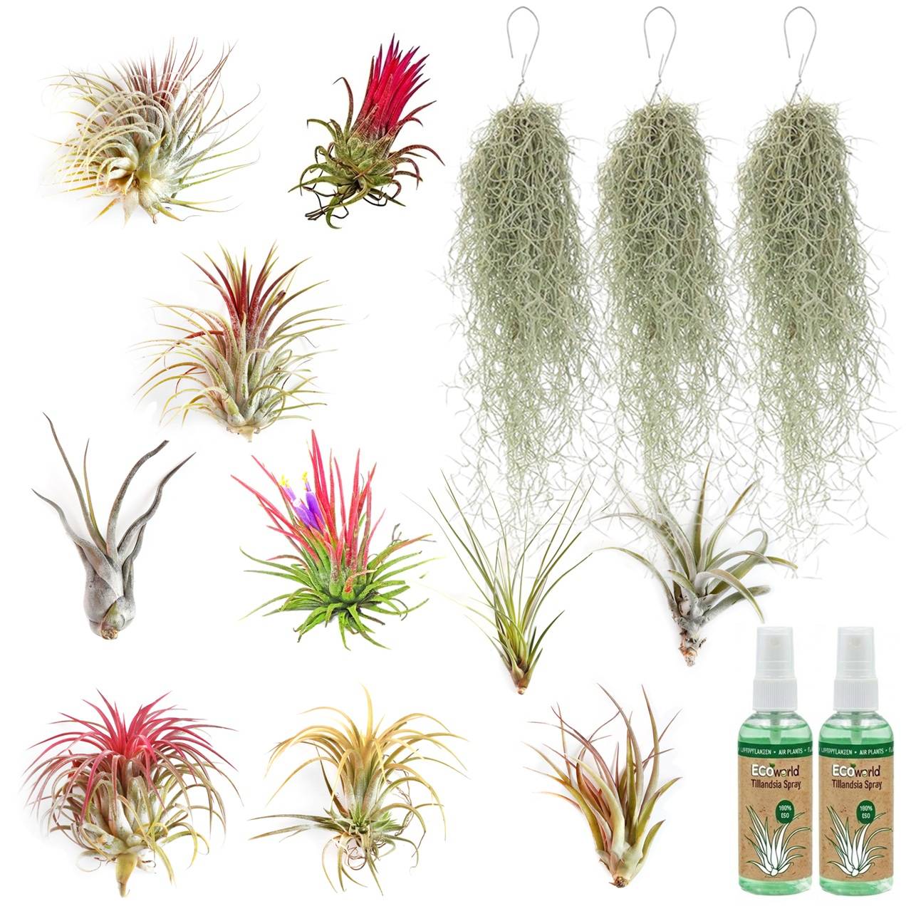 0 - Tillandsia - 13 pièces avec Spray - Plantes Aériennes sans Terre