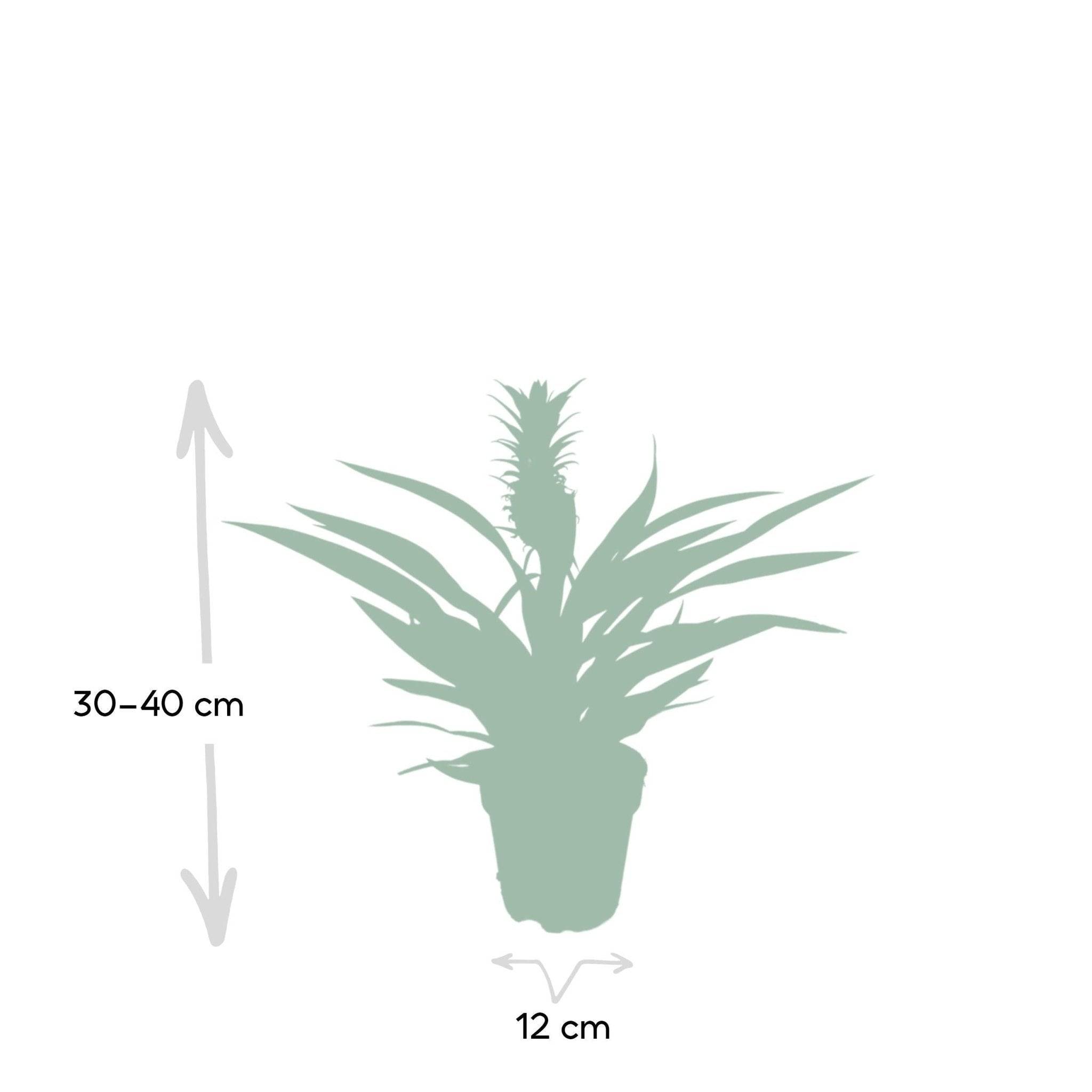 La Green Touch - Bromelia Ananas 30cm - Plante d'intérieur- La Green Touch - Image 4