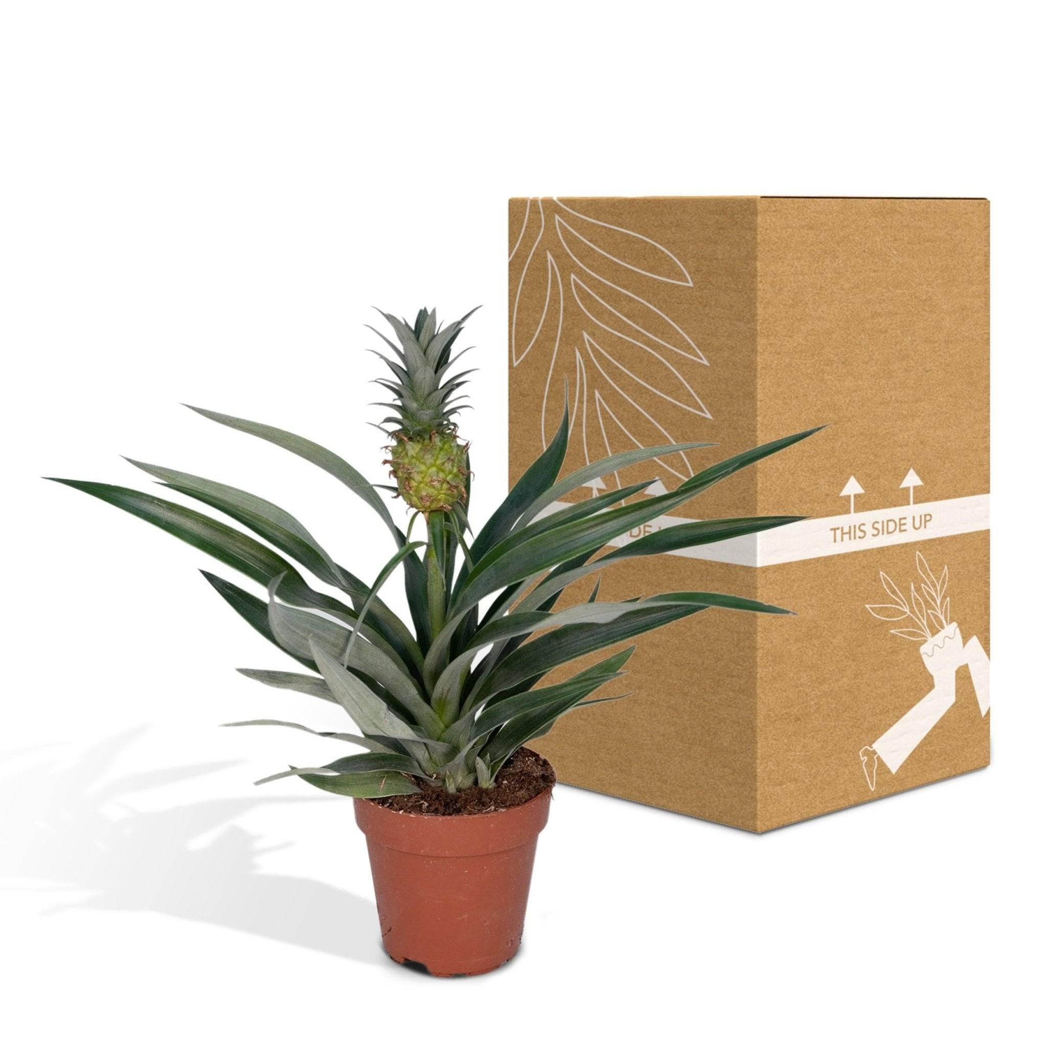 La Green Touch - Bromelia Ananas 30cm - Plante d'intérieur- La Green Touch - Image 3