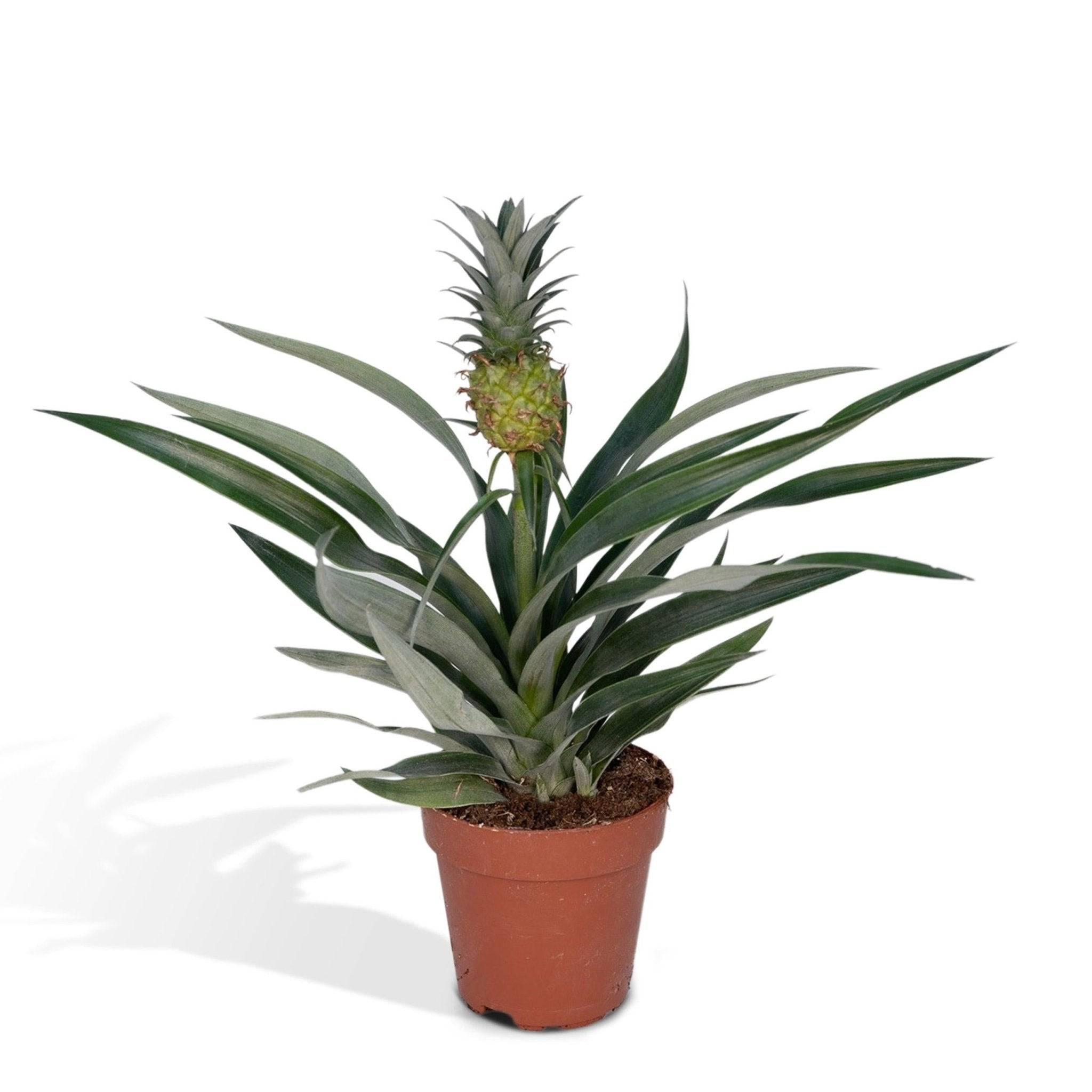 La Green Touch - Bromelia Ananas 30cm - Plante d'intérieur- La Green Touch - Image 2