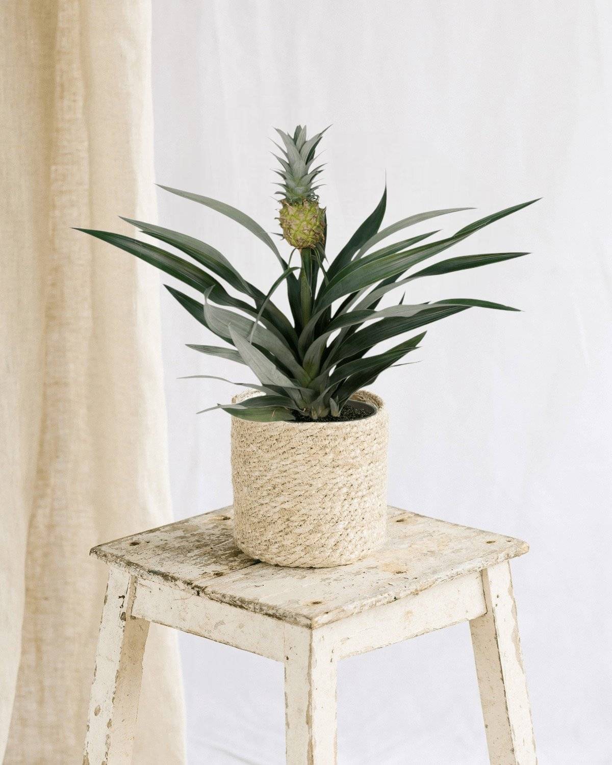 La Green Touch - Bromelia Ananas 30cm - Plante d'intérieur- La Green Touch