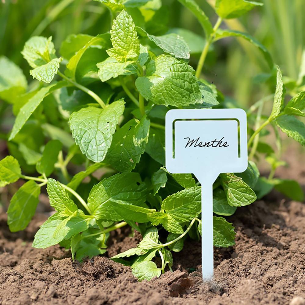 Lot de 10 - etiquettes de jardin à planter - Image 3