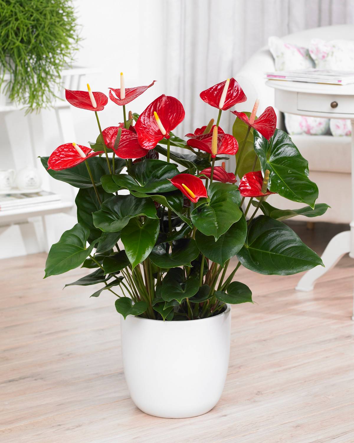 Gardenersdream - 1 Anthurium Rouge Langue De Feu Plante Décorative Dans Pot En Céramique Pour La Maison/Le Bureau - GardenersDream - Image 1